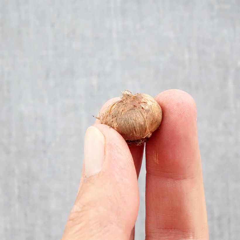 Ejemplar de Crocus olivieri subsp. balansae Orange Monarch Bulbo calibre 5+ entregado en otoño