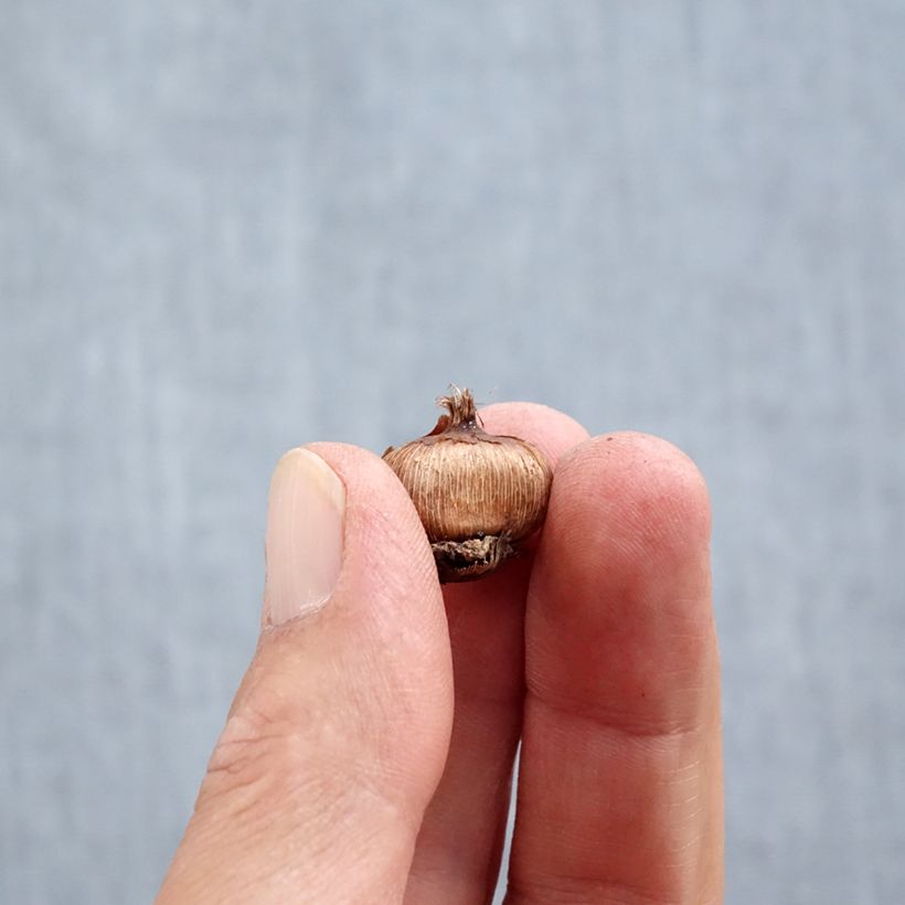 Ejemplar de Crocus sieberi Firefly Bulbo calibre 5+ entregado en otoño