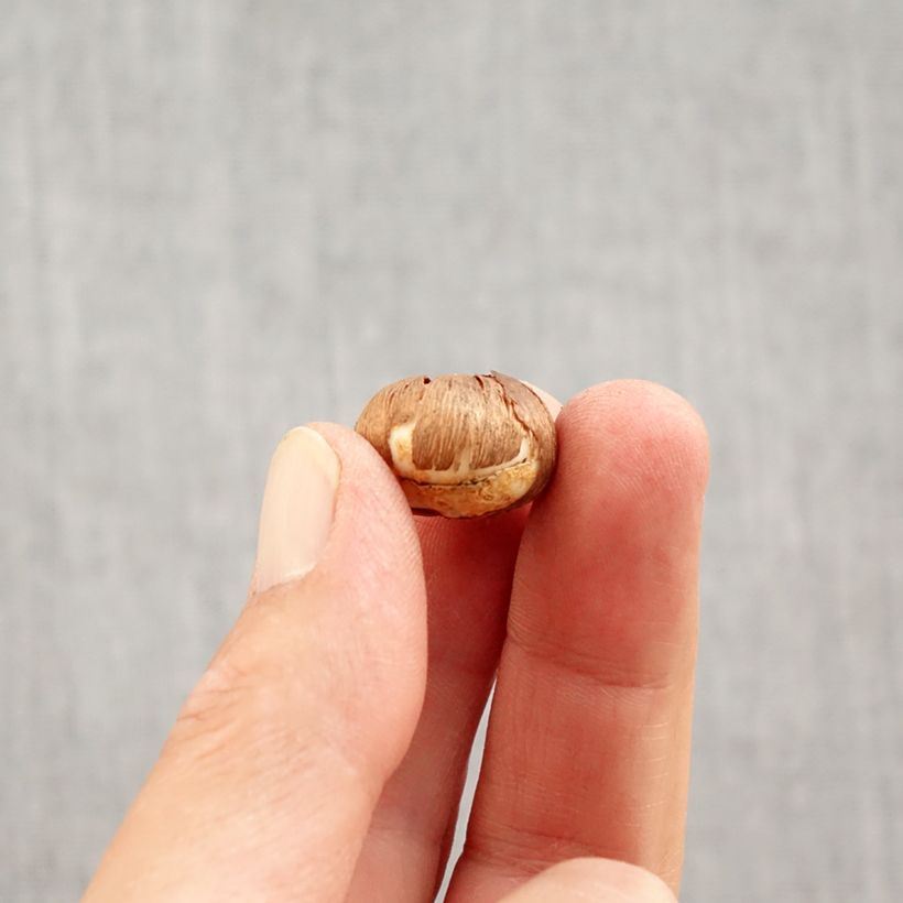 Ejemplar de Crocus Silver Coral - Croco Bulbo calibre 4+ entregado en otoño