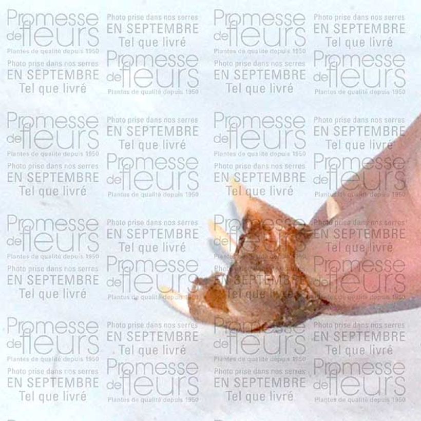 Ejemplo de ejemplar de Crocus speciosus Conquéror Bulbe calibre 5+ tal y como se entrega