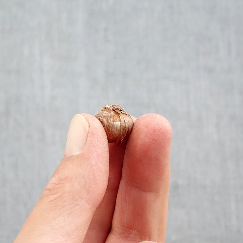 Ejemplar de Crocus Stellaris Bulbo calibre 5+ entregado en otoño