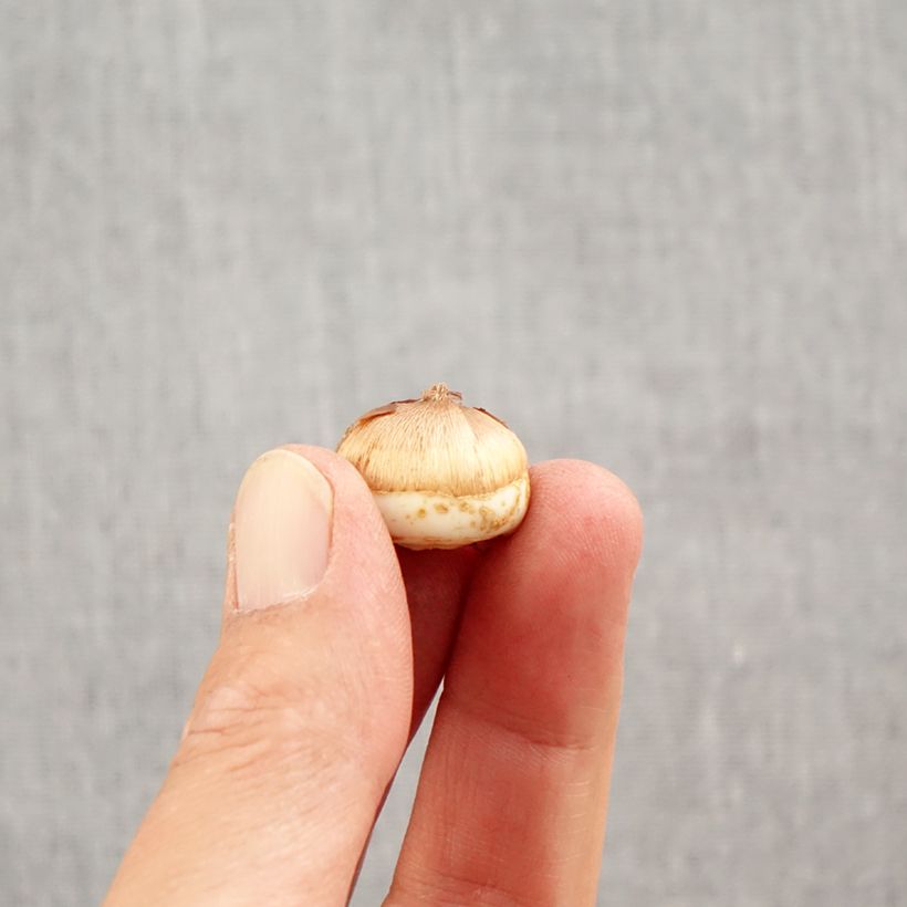 Ejemplar de Crocus tommasinianus Blue Ocean - Croco Bulbo calibre 6+ entregado en otoño