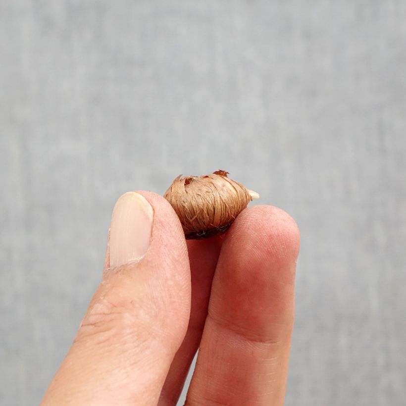 Ejemplar de Crocus tommasinianus Ivory Princess Bulbo calibre 5+ entregado en otoño