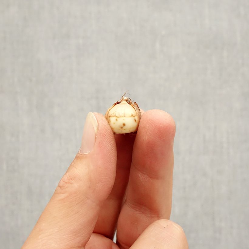 Ejemplar de Crocus tommasinianus Roseus Bulbo calibre 5+ entregado en otoño