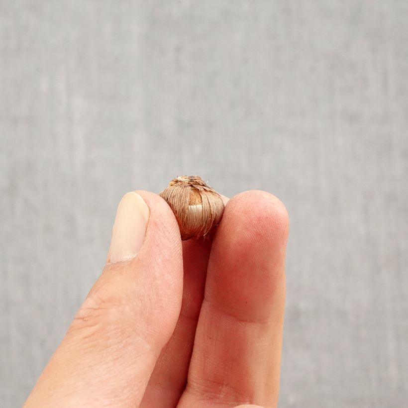 Ejemplar de Crocus versicolor Picturatus Bulbo calibre 5+ entregado en otoño