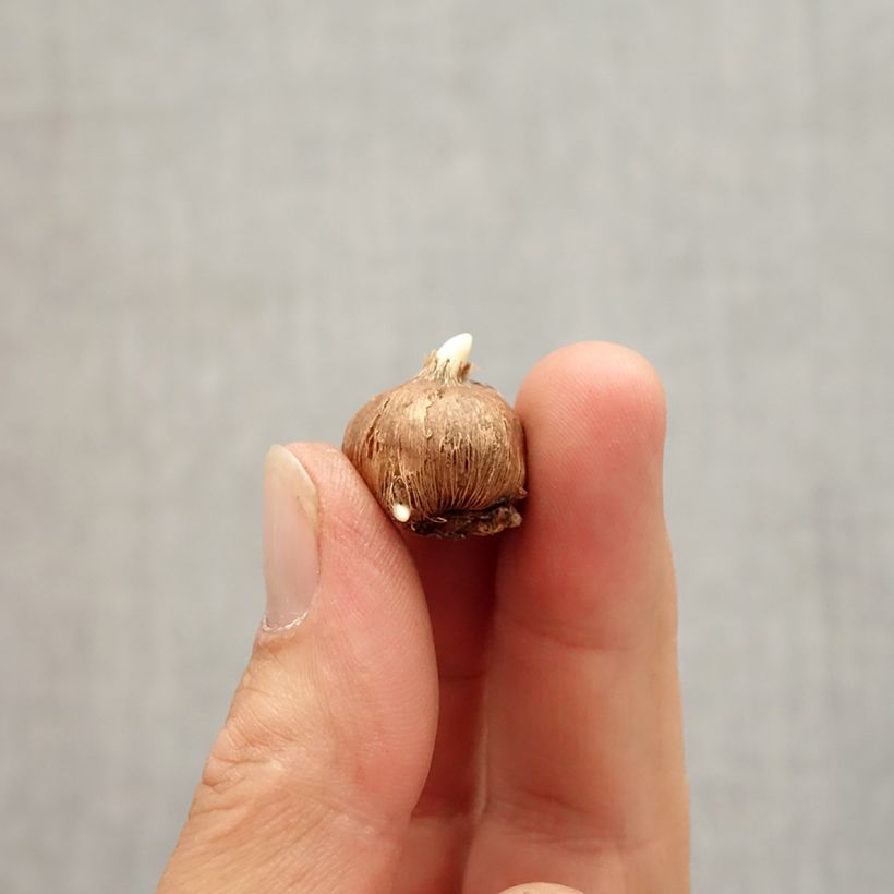 Ejemplar de Crocus vitellinus Bulbo calibre 5+ entregado en otoño