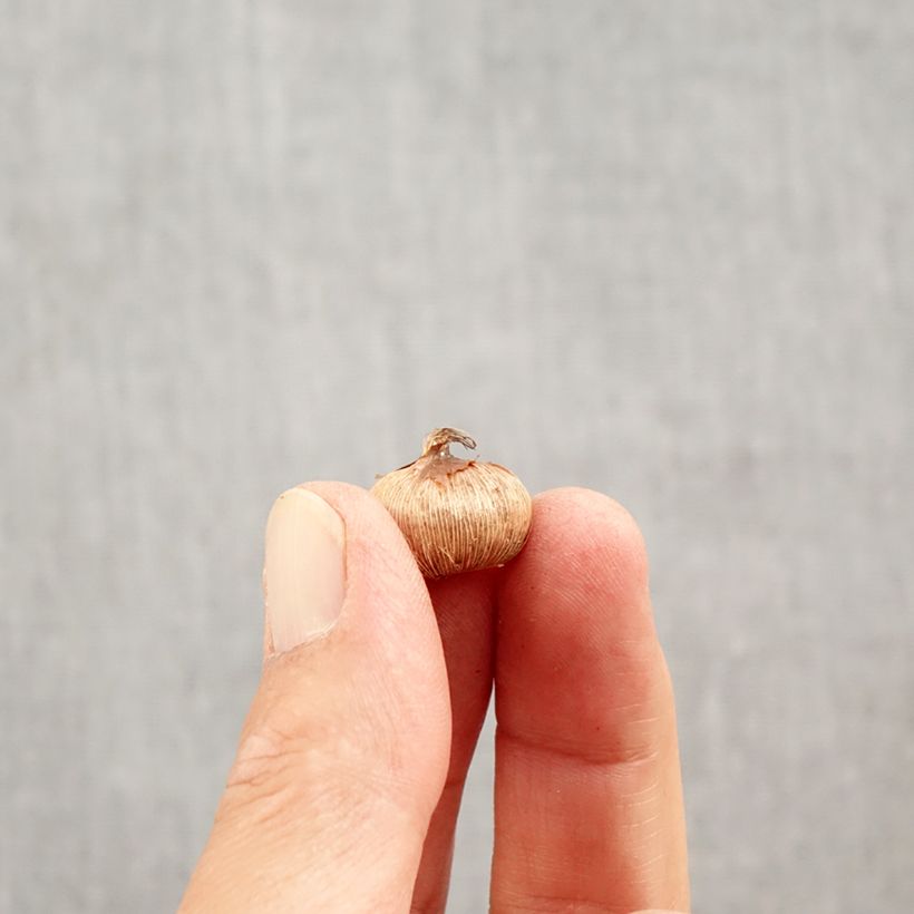 Ejemplar de Crocus Yalta Bulbo calibre 5+ entregado en otoño