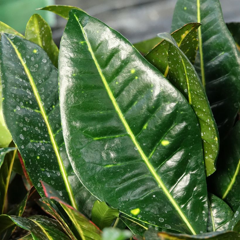 Croton Petra - Codiaeum variegatum (Follaje)