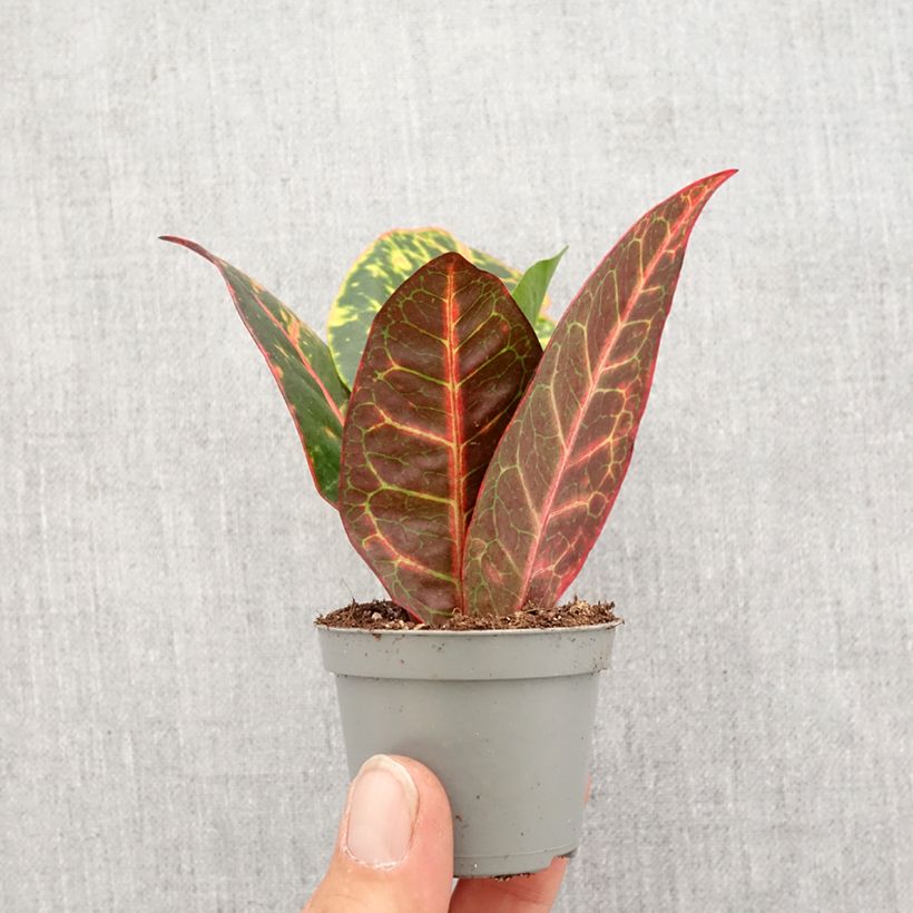 Croton Petra - Codiaeum variegatum Mini-plante Ejemplar entregado en la primavera