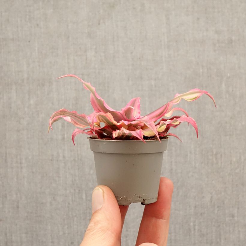 Cryptanthus Pink Star miniplanta Ejemplar entregado en la primavera
