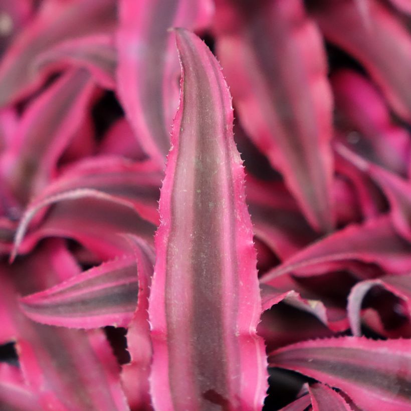 Cryptanthus Super Pink (Follaje)