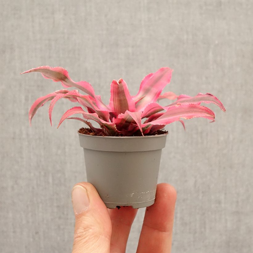 Cryptanthus Super Pink miniplanta Ejemplar entregado en la primavera