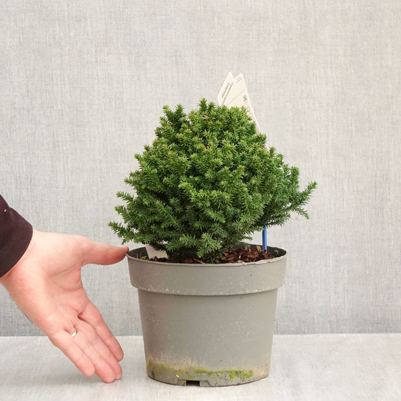 Ejemplar de Sugi Compressa - Cryptomeria japonica Maceta 2L/3L entregado en otoño