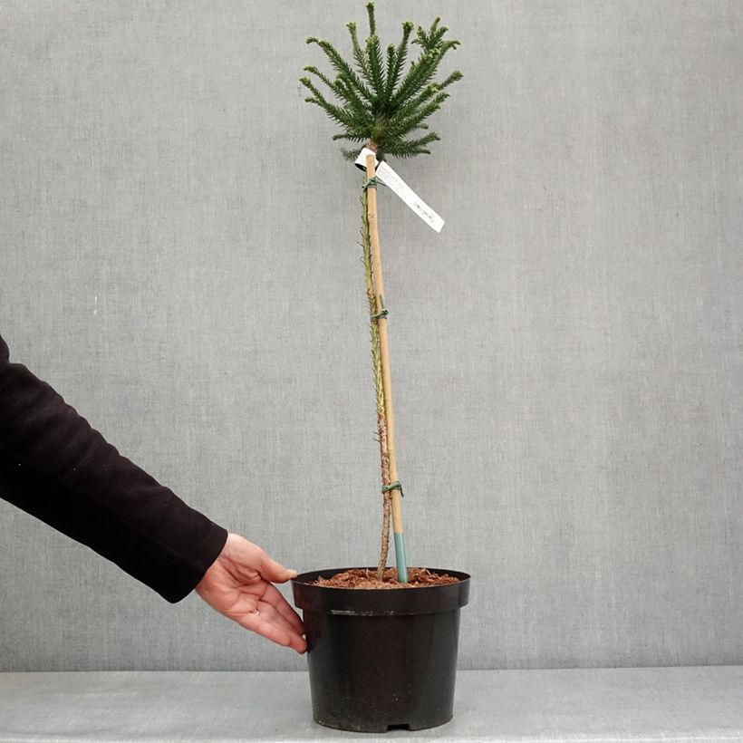 Sugi Dinger - Cryptomeria japonica Maceta 4L/5L Ejemplar entregado en invierno