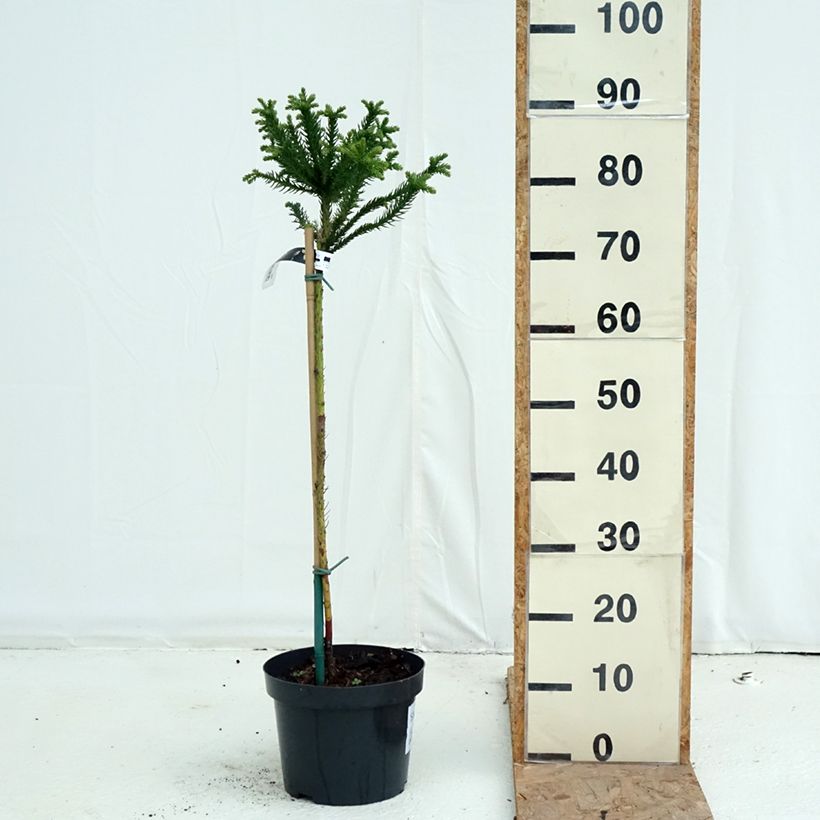 Ejemplar de Sugi Dinger - Cryptomeria japonica Maceta 4L/5L, Tallo entregado en otoño