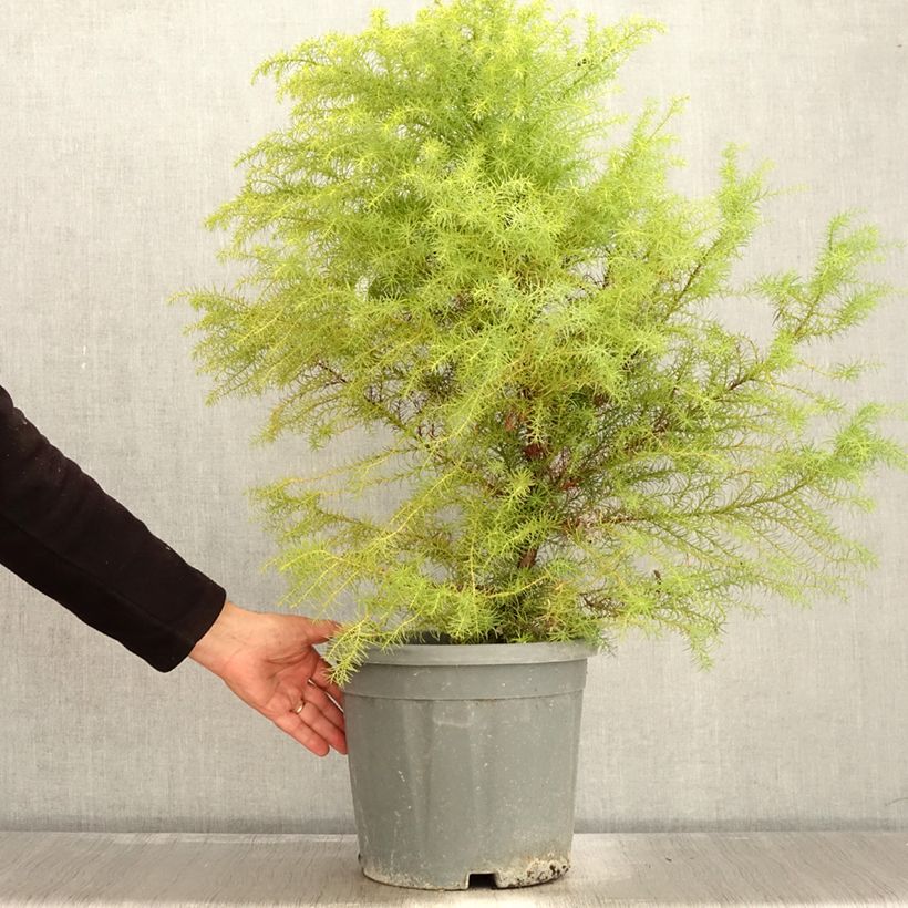 Ejemplar de Sugi Elegans - Cryptomeria japonica Maceta 7,5L/10L entregado en otoño