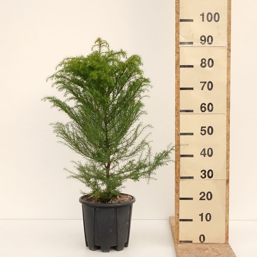 Sugi Elegans - Cryptomeria japonica Maceta 7,5L/10L Ejemplar entregado en invierno