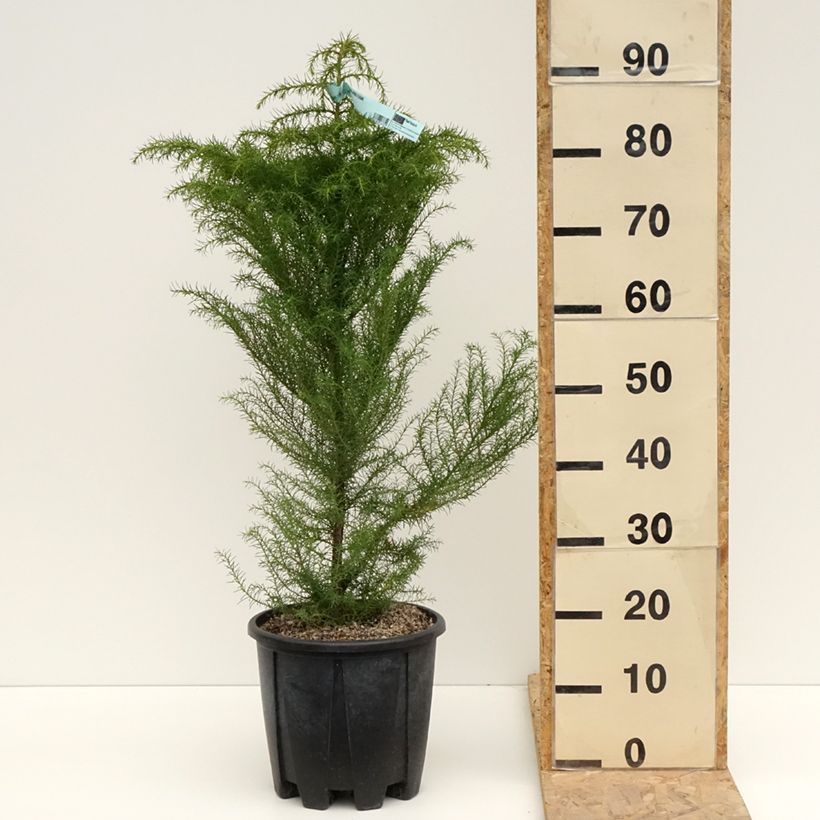 Sugi Elegans - Cryptomeria japonica Maceta 7,5L/10L Ejemplar entregado en la primavera