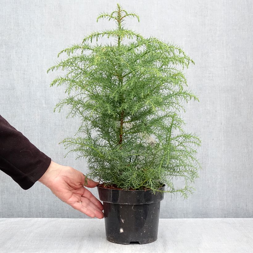 Ejemplar de Sugi Elegans Viridis - Cryptomeria japonica Maceta 2L/3L entregado en otoño