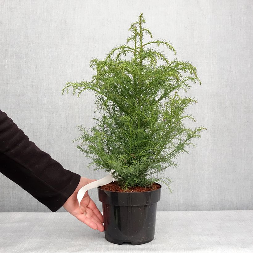 Sugi Elegans Viridis - Cryptomeria japonica Maceta 2L/3L Ejemplar entregado en invierno