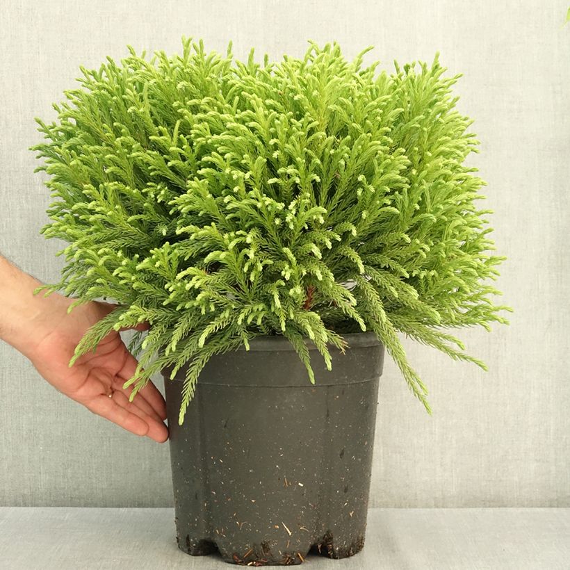 Ejemplar de Sugi Globosa Nana - Cryptomeria japonica Maceta 7,5L/10L entregado en verano