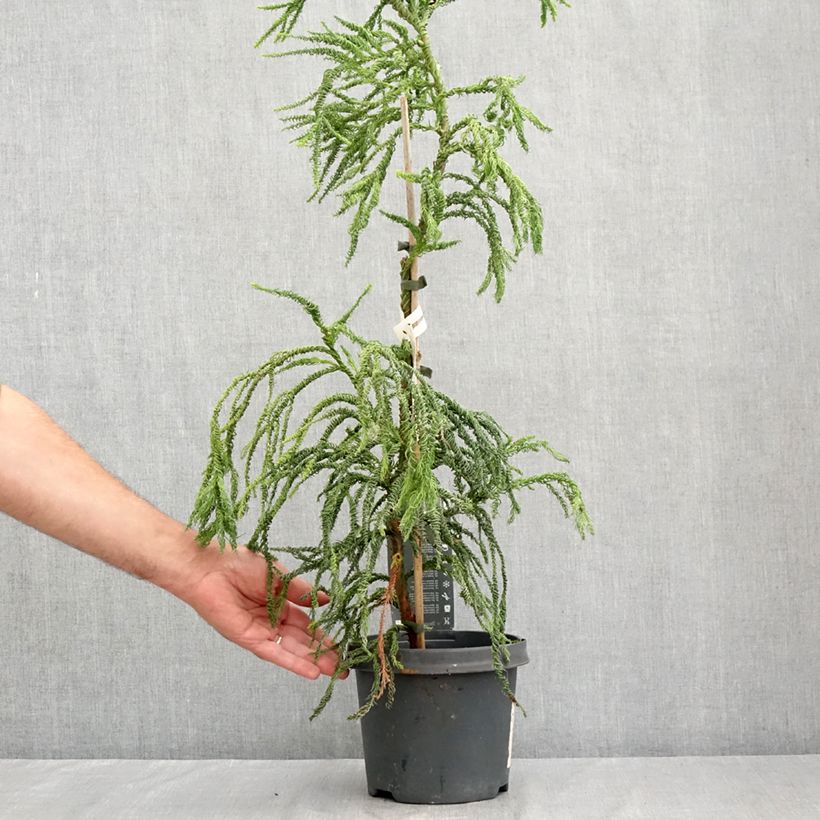 Ejemplar de Sugi Kyara Gold - Cryptomeria japonica Maceta 3L/4L entregado en verano