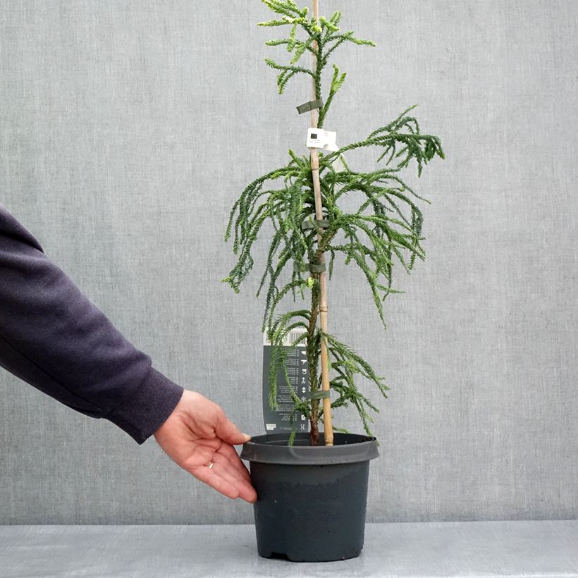 Sugi Kyara Gold - Cryptomeria japonica Maceta 3L/4L Ejemplar entregado en la primavera