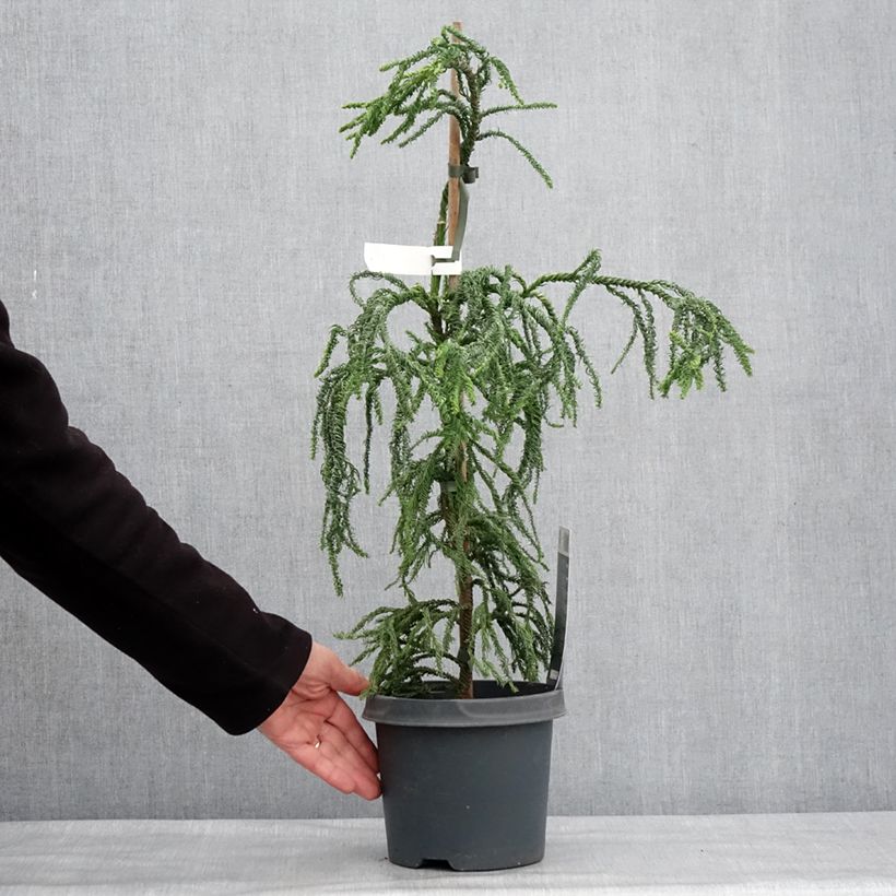 Sugi Kyara Gold - Cryptomeria japonica Maceta 3L/4L Ejemplar entregado en invierno