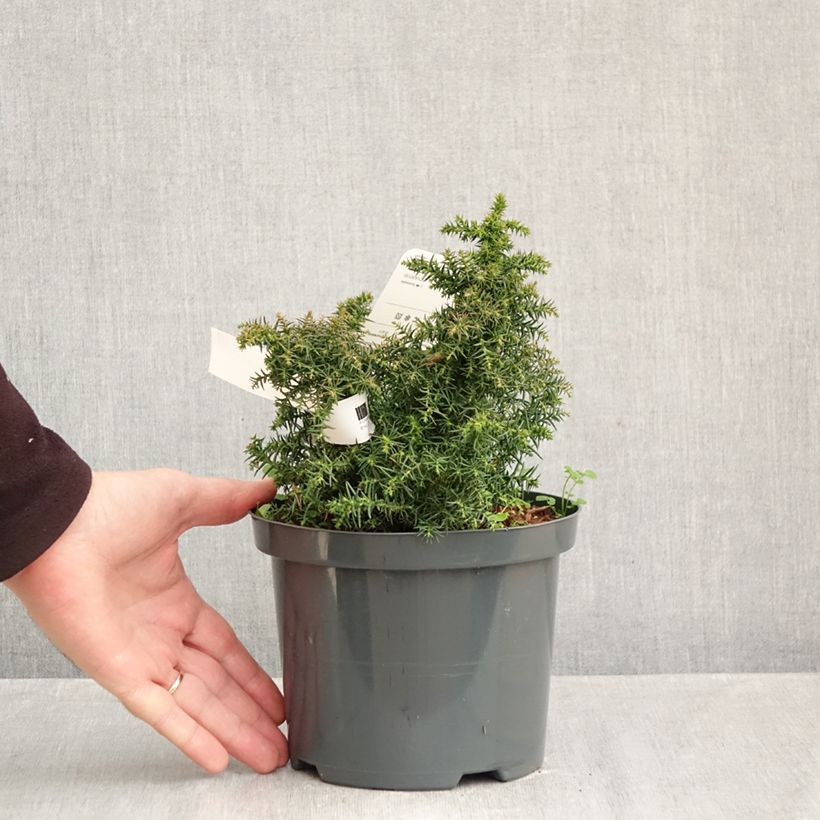 Ejemplar de Sugi Yokohama - Cryptomeria japonica Maceta 2L/3L entregado en otoño
