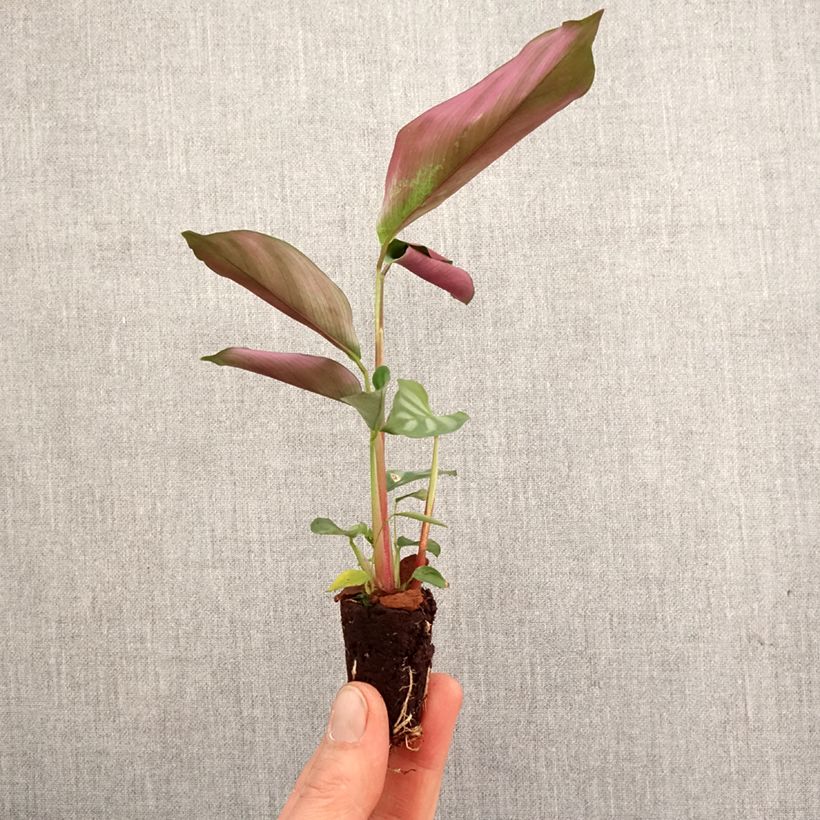Cenantes oppenheimiana - Ctenanthe miniplanta Ejemplar entregado en la primavera