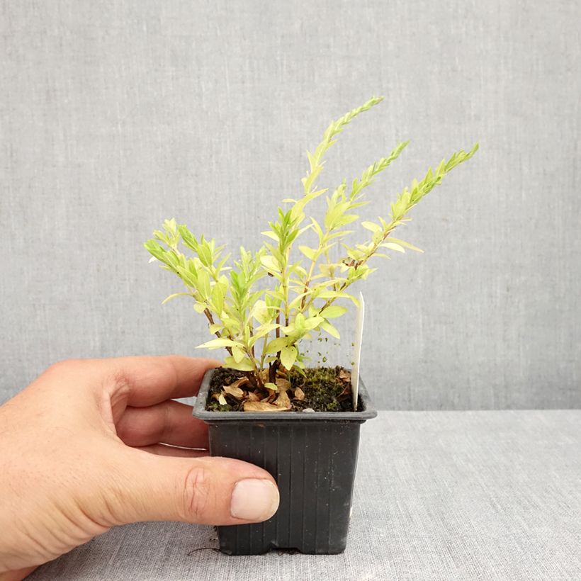 Ejemplar de Cuphea hyssopifolia Purple - Cufea Maceta de 8/9 cm entregado en verano