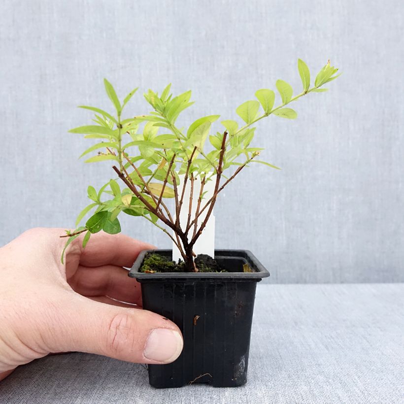 Cuphea hyssopifolia Purple - Cufea Maceta de 8/9 cm Ejemplar entregado en la primavera