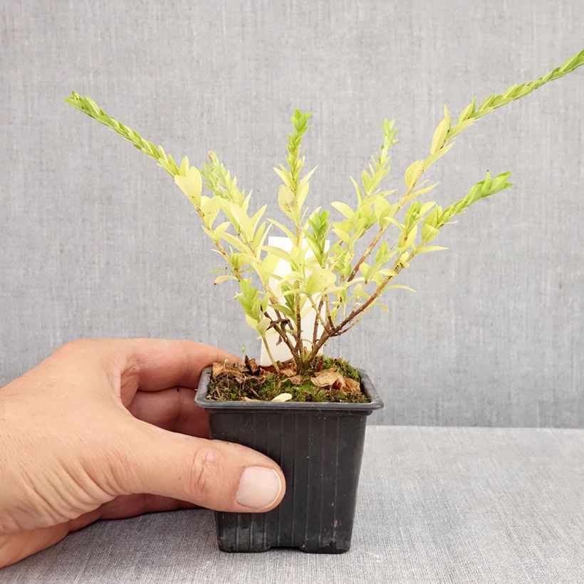 Ejemplar de Cuphea hyssopifolia Purple - Cufea Maceta de 8/9 cm entregado en otoño