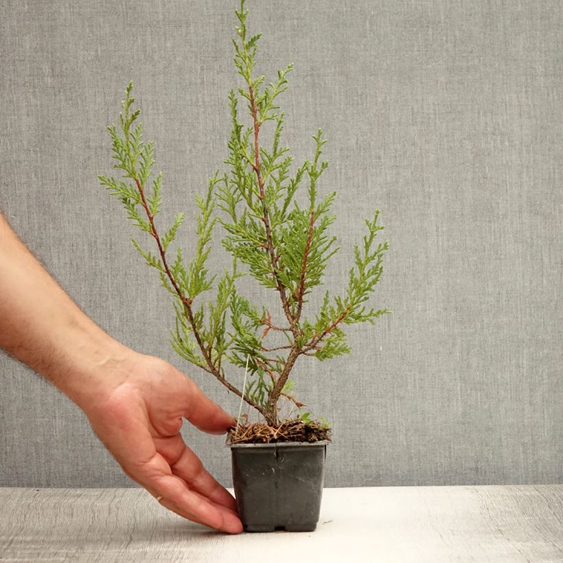 Ejemplar de Ciprés leylandii Castlewellan Gold - Cupressocyparis Maceta de 8/9 cm entregado en verano