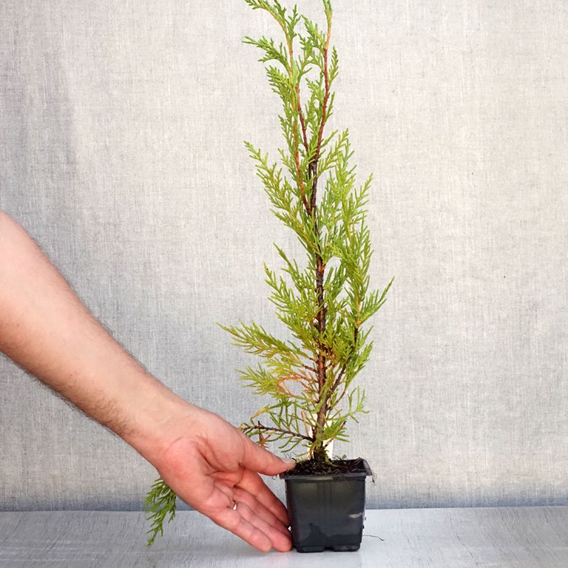 Ejemplar de Ciprés leylandii 2001 - Cupressocyparis Maceta de 8/9 cm entregado en verano