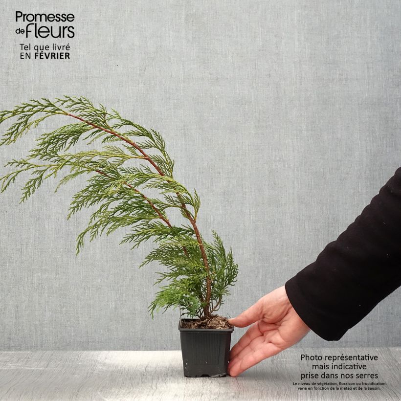 Ciprés leylandii 2001 - Cupressocyparis Maceta de 8/9 cm Ejemplar entregado en invierno