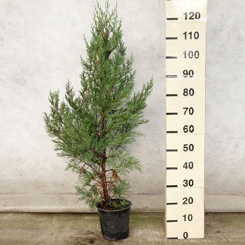Ejemplar de Ciprés leylandii 2001 - Cupressocyparis Maceta 4L/5L entregado en verano