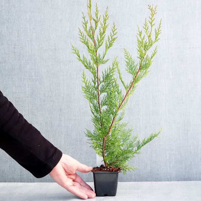 Ciprés leylandii Oger - Cupressocyparis Maceta de 8/9 cm Ejemplar entregado en invierno