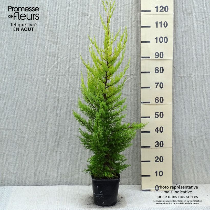 Ejemplar de Cupressus macrocarpa Goldcrest - Ciprés de Monterrey Maceta 4L/5L entregado en verano