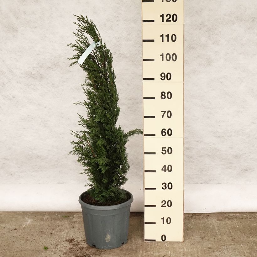 Cupressus sempervirens var. stricta - Ciprés común Maceta 7,5L/10L Ejemplar entregado en la primavera