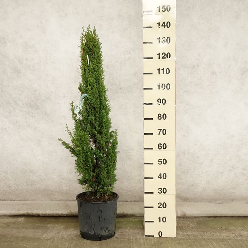 Ejemplar de Cupressus sempervirens var. stricta Totem - Ciprés común Maceta 7,5L/10L entregado en verano