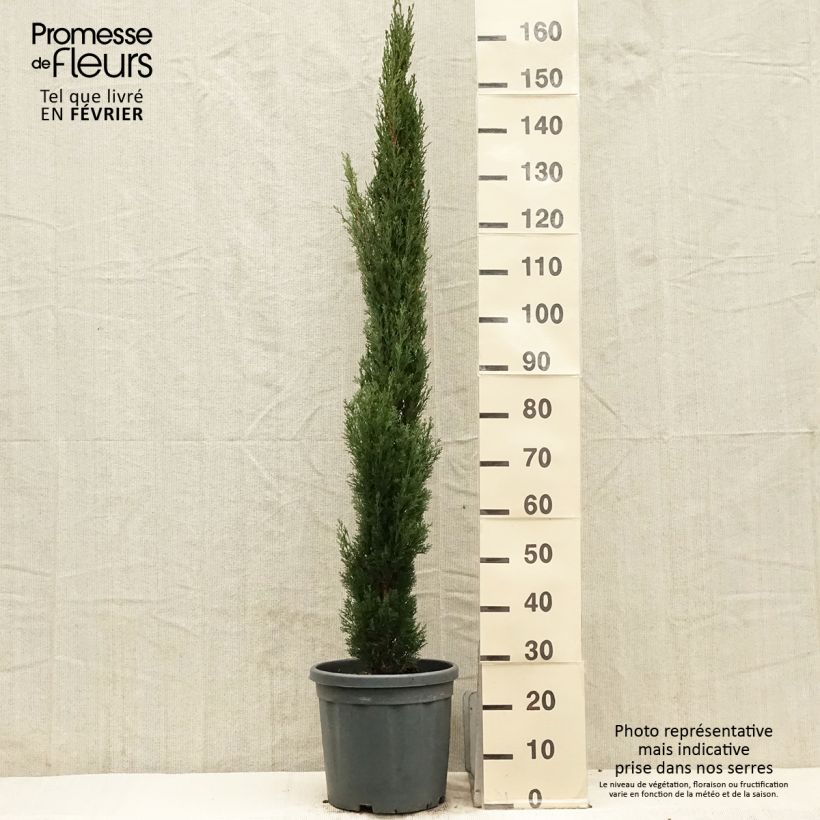 Cupressus sempervirens var. stricta Totem - Ciprés común Maceta 7,5L/10L Ejemplar entregado en invierno