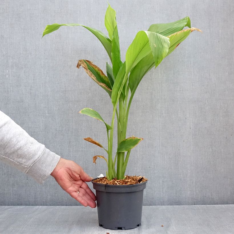 Ejemplar de Cúrcuma - Curcuma longa Maceta 2L/3L entregado en otoño