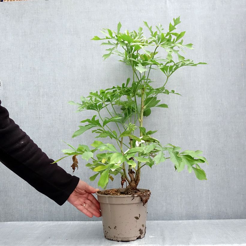 Ejemplar de Cussonia spicata Maceta 4L/5L entregado en otoño