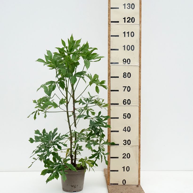 Cussonia spicata Maceta 4L/5L Ejemplar entregado en la primavera