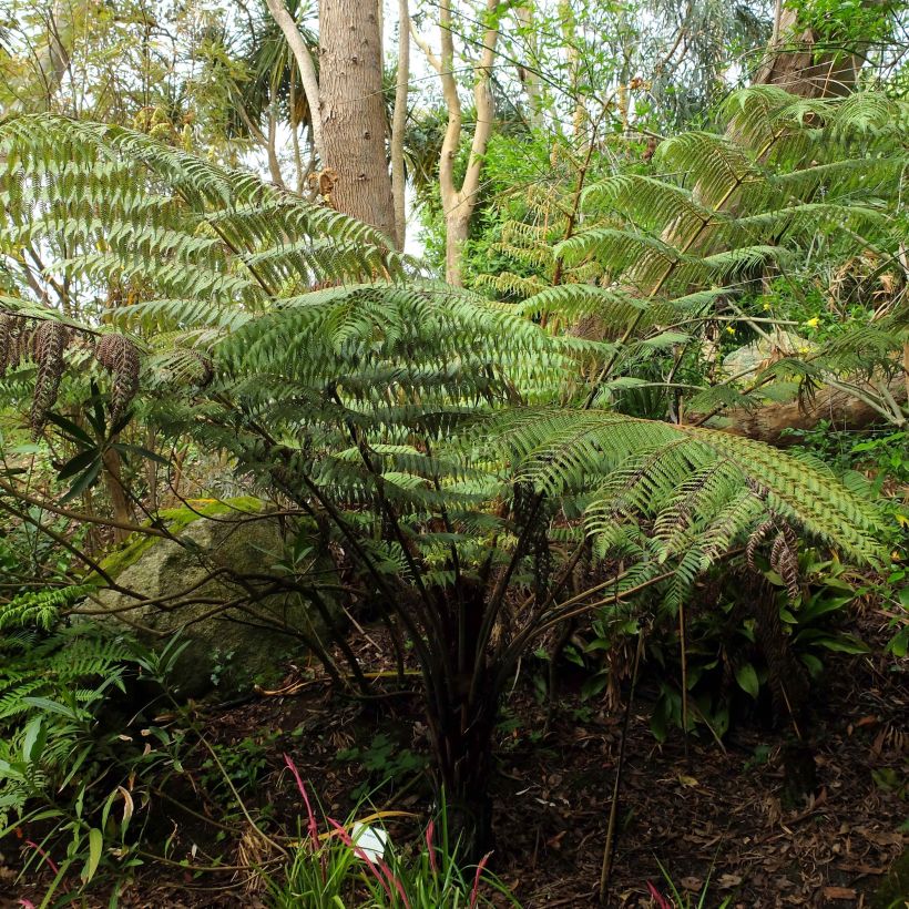 Cyathea dealbata - Helecho plateado (Porte)