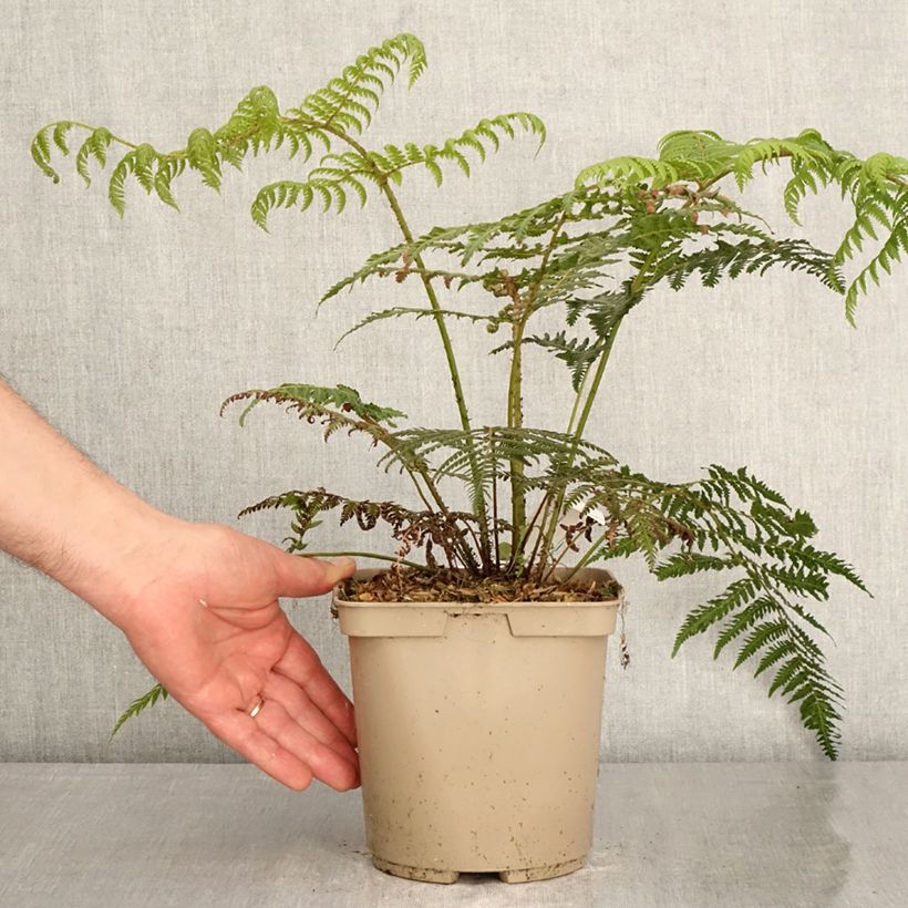 Cyathea dealbata - Helecho plateado Maceta 2L/3L Ejemplar entregado en la primavera