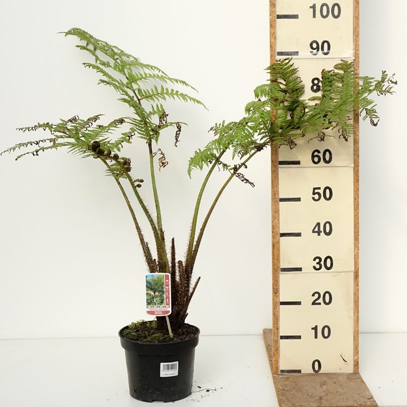 Cyathea lunulata - Helecho arbóreo Maceta 4L/5L Ejemplar entregado en invierno