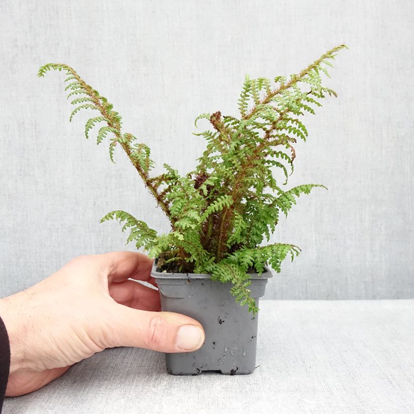 Ejemplar de Cyathea tomentosissima - Helecho arborescente Maceta de 8/9 cm entregado en otoño