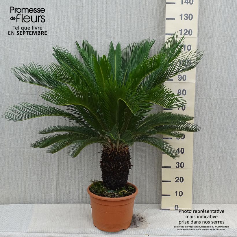 Ejemplar de Cycas revoluta - Sagú Maceta 7,5L/10L entregado en otoño